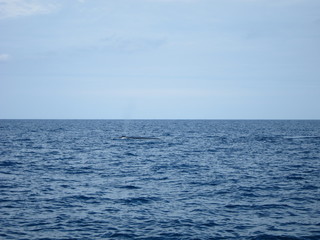 ホエールウオッチング（クジラ）