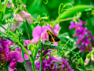 grass skipper feeds from small wildflowers 3