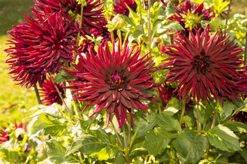 The dahlia (name, Splendeur Noire) in the dahlia garden Baden Baden near the lichtentaler alley. Baden-Baden, Baden Württemberg, Germany © karlo54