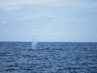 ホエールウオッチング（クジラ）