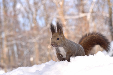 雪の中のエゾリス