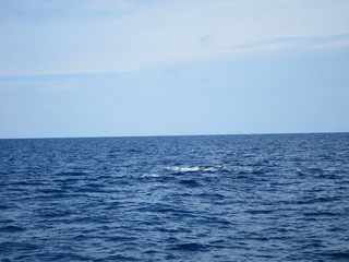 ホエールウオッチング（クジラ）