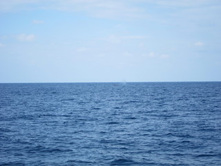 ホエールウオッチング（クジラ）