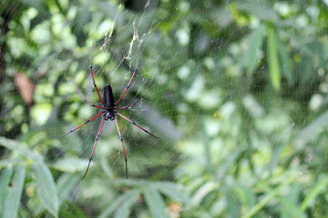 Spider on a web spider with a nature background.