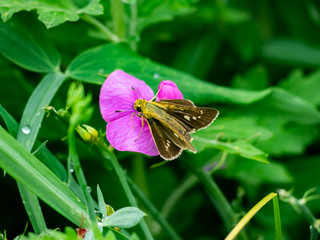 grass skipper feeds from small wildflowers 9