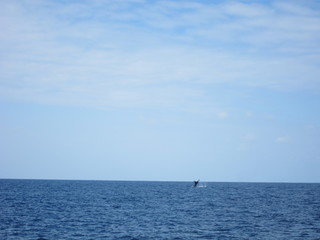 ホエールウオッチング（クジラ）