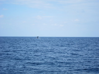 ホエールウオッチング（クジラ）