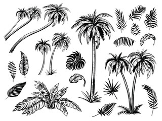 Palm trees and leaves. Black line silhouettes. Vector sketch illustration.