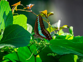 feeding bluebottle butterflies 11