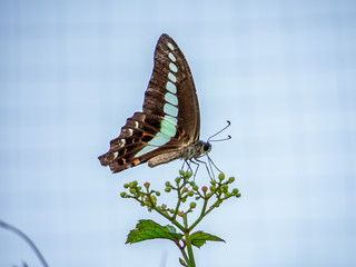 feeding bluebottle butterfly against the sky