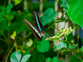 feeding bluebottle butterflies 12