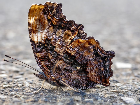 compton tortoiseshell butterfly on the sidewalk 4