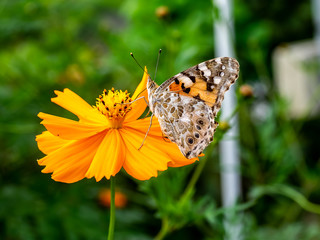 Painted Lady Butterfly on a Cosmos Flower 2