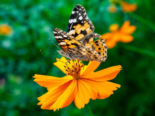 Painted Lady Butterfly on a Cosmos Flower 5