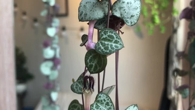 Close up of hanging plants