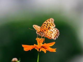 Indian Fritillary Butterfly on a cosmos flower 10