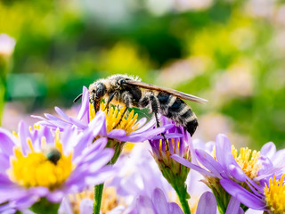 Japanese Honeybee feeding from wildflowers 7