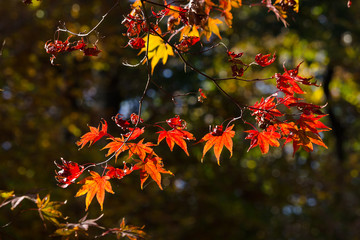 Autumn colors of maple leaves in backlit