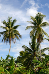 tall jungle palm trees