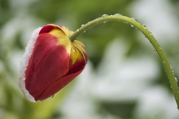 mokry tulipan czerwony zgięty przez opady śniegu na rozmytym zielono-białym tle