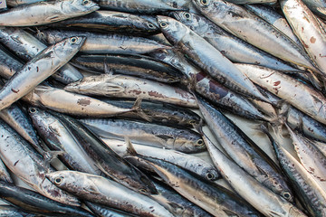 Frozen Sea fish on public market in Greece