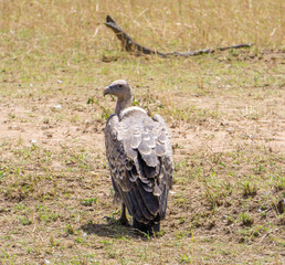 Griffon vulture in Tanzania, Africa.