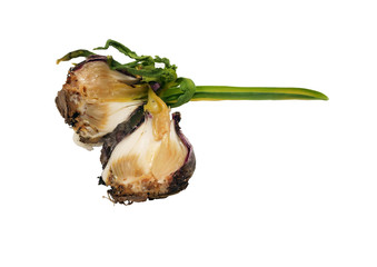 Bacterial disease  in hyacinth onion / bacterial soft rot / dying leaves - obrazy, fototapety, plakaty