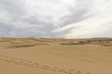 Fototapeta na wymiar Mongolia, Gobi desert - of camels on the sand.