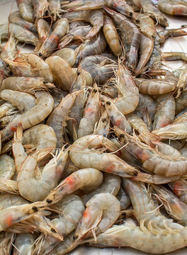 Shrimps in fish market in Greece