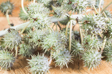 Fruits and castor oil - Ricinus communis