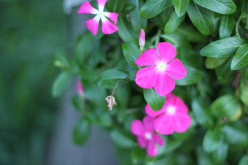 Fototapeta premium purple flowers in the garden