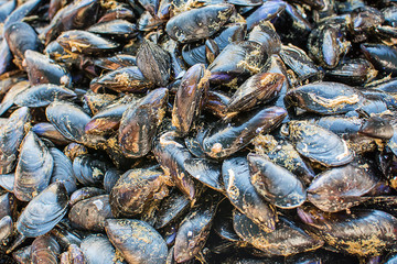 Mussels/Moules on public market