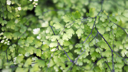 Green leaf background.