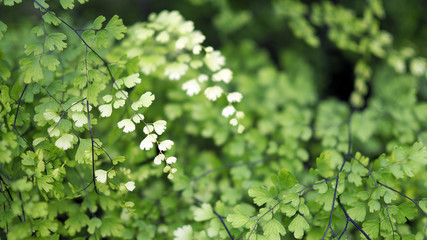 Green leaf background.