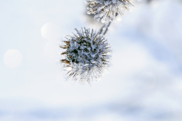 branches of prickly burdock covered with shiny sharp and fluffy snowflakes in winter new year's Park