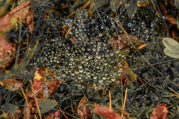green grass shines in racial droplets