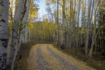 Beautiful Aspen tree lined road  to nowhere in the fall.