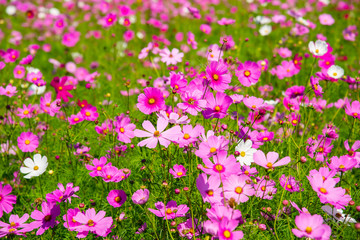 Cosmos flower (Cosmos Bipinnatus) with blurred background . Beautiful flowers ,Flowers in the garden