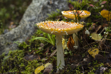 Two fly amanita mushrooms in a forest.