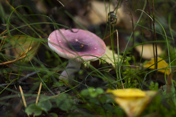 Russula obscura mushroom in a swedish forest. Horizontal.