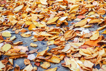 yellowed autumn leaves on the ground