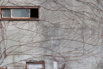 枯れた蔦に覆われた古いビルの外壁の壁