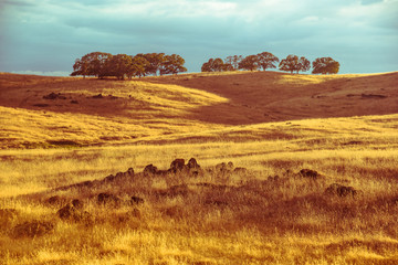 Black dragon like rocky stones hidden in rustic yellow orange dry grassy fields of Californian savanna hilly landscape at sunset.