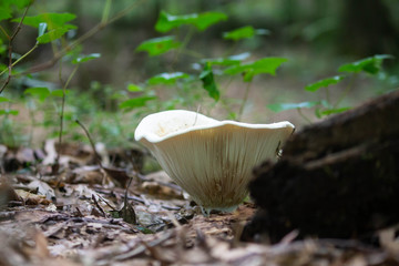 White funnel mushroom