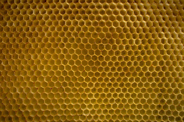 Macro picture of beehive without honey
