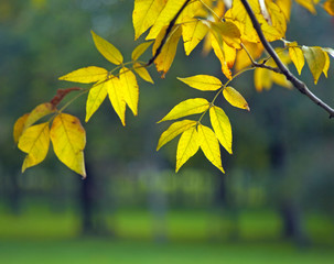 Closeup autumn yellow leaves branch on a blurred background of tree trunks