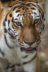 ネパールトラ、300㎏に達するネコ科最大の猛獣のアップ