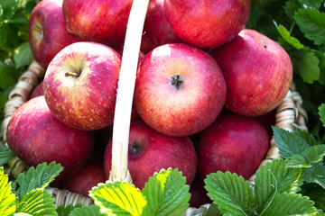 Fresh organic apples. Apples in the basket. Close-up.