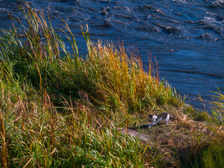 Cat in the wild on river shore grass. The coastline of the river. Predator fishes in fast flowing water. Autumn cold weather and low evening sun.