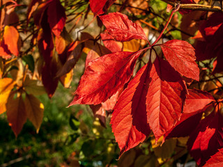 branch of wild grapes with red autumn leaves